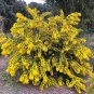 Bailey Fernleaf Acacia Yellow Mimosa Acacia baileyana - 20 Seeds