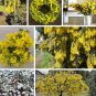 Bailey Fernleaf Acacia Yellow Mimosa Acacia baileyana - 20 Seeds