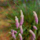 Rare Pink Weeping Mulla Mulla Grass Ptilotus calostachyus - 20 Seeds