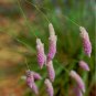 Rare Pink Weeping Mulla Mulla Grass Ptilotus calostachyus - 20 Seeds