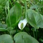White Water Calla Lily Calla palustris - 25 Seeds