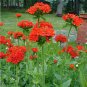 Red Burning Love Silene Lychnis Chalcedonica - 100 Seeds