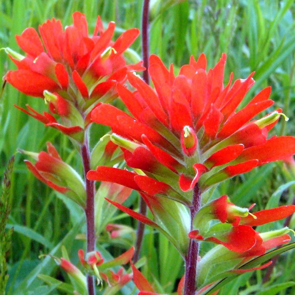 Wild Scarlet Red Indian Paintbrush Castilleja coccinea - 100 Seeds