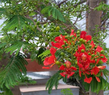 Royal Poinciana Flamboyant  Red Flame Tree Delonix regia - Live Starter Plant