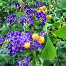 Purple Duranta Sky Flower Duranta repens - 20 Seeds