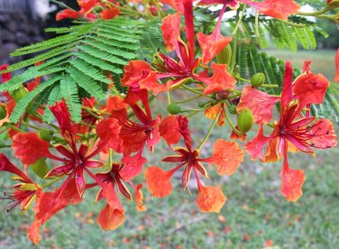 Exotic Red Flamboyant Flame Tree Royal Poinciana Delonix regia - Live Starter Plant
