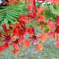 Exotic Red Flamboyant Flame Tree Royal Poinciana Delonix regia - Live Starter Plant