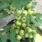 English Heirloom Tomato Money-maker Solanum lycopersicum - 40 Seeds