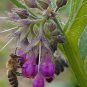 True Comfrey Herb Organic Symphytum officinalis - 25 Seeds