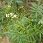 Organic Black Mint Huacatay Peruvian Herb Tagetes minuta - 50 Seeds