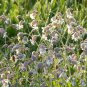 Italian Heirloom Herb Sculpit Stridolo Silene vulgaris inflata - 30 Seeds
