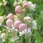 Wild Maidenstears Bladder Campion Silene vulgaris inflata - 30 Seeds