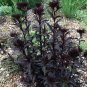 Goth Garden Sweet William Sooty Dianthus nigrescens - 30 Seeds