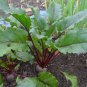 Sale! Detroit Red Heirloom Beet Beta vulgaris- 300 Seeds