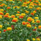 Bulk Organic Herb Yellow Orange Safflower Carthamus Tinctorius - 1000 Seeds
