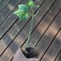 Mirliton Chayote Pear Squash Organic Sechium edule -  Live Plant