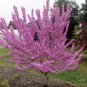 Native Eastern Magenta Redbud Tree Cercis canadensis - 8 Seeds