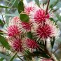 Exotic Emu Bush Pincushion Hakea Laurina - 5 Seeds