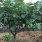 Hardy Fruiting Sugar Fig Brown Turkey Ficus carica - 1 Live Plant