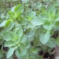 True Greek Oregano Heirloom Kitchen Herb Organic Origanum vulgare hirtum - 100 Seeds