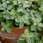 True Greek Oregano Heirloom Kitchen Herb Organic Origanum vulgare hirtum - 100 Seeds