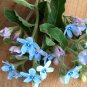 Rare Blue Star Milkweed Vine Oxypetalum Tweedia caerulea - 8 Seeds