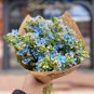 Rare Blue Star Milkweed Vine Oxypetalum Tweedia caerulea - 8 Seeds