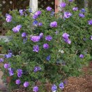 Rare Blue Purple Hibiscus Shrub Alyogyne huegelii - 10 Seeds