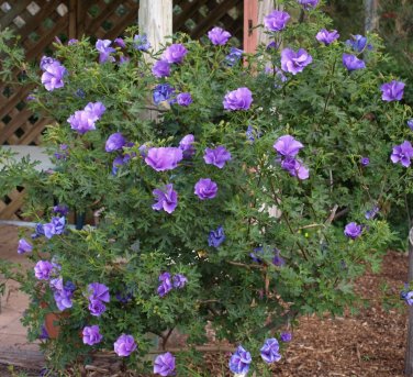 Rare Blue Purple Hibiscus Shrub Alyogyne huegelii - 10 Seeds