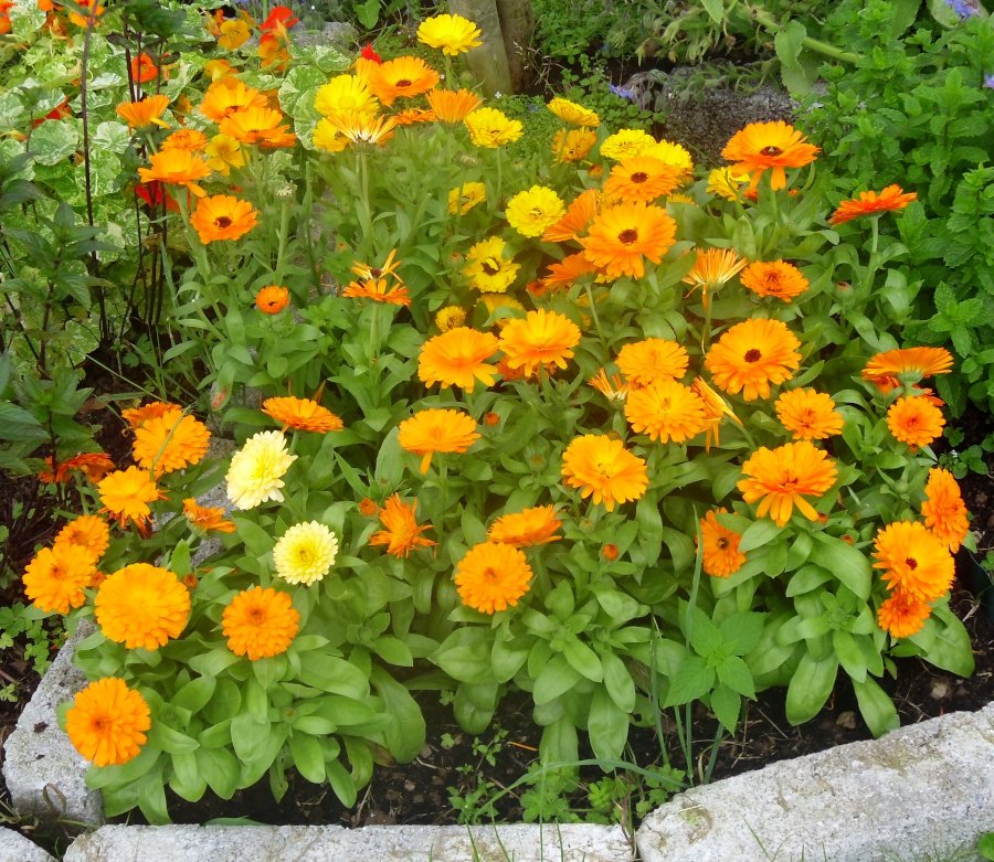 Edible Calendula Flowers Organic Pot Marigold Calendula officinalis ...