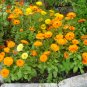 Edible Calendula Flowers Organic Pot Marigold Calendula officinalis - 100 Seeds