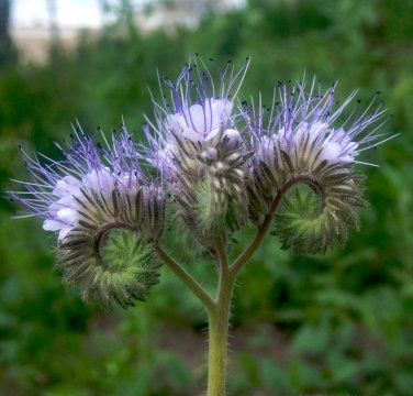 Purple Fiddleneck Flower Bee Friend Phacelia tanacetifolia - 100 Seeds