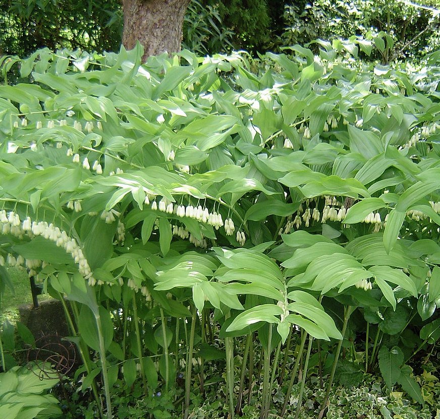 White Solomon’s Seal Polygonatum biflorum canaliculatum - 25 Seeds