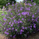 Cuttings! Mexican Petunia Tall Electric Purple Ruellia brittoniana - 10 Unrooted Cuttings