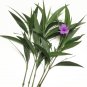 Cuttings! Mexican Petunia Tall Electric Purple Ruellia brittoniana - 10 Unrooted Cuttings