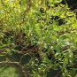 Cuttings! Weeping Curly Corkscrew Willow Tree Salix Matsudana tortuosa &acirc;�� Unrooted Cutting