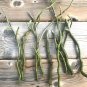 Cuttings! Weeping Curly Corkscrew Willow Tree Salix Matsudana tortuosa &acirc;�� Unrooted Cutting