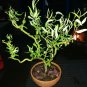 Cuttings! Weeping Curly Corkscrew Willow Tree Salix Matsudana tortuosa &acirc;�� Unrooted Cutting