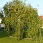 Cuttings! Weeping Curly Corkscrew Willow Tree Salix Matsudana tortuosa &acirc;�� Unrooted Cutting