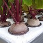 Detroit Dark Red Heirloom Beetroot Beta vulgaris- 300 Seeds