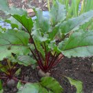 Detroit Dark Red Heirloom Beetroot Beta vulgaris- 300 Seeds