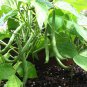 Bulk Heirloom Stringless Green Bush Beans Phaseolus vulgaris - 250 Seeds