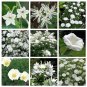 Moon Garden White Monochromatic Flower Seed Collection - 9 Varieties