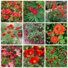 Flowers Seed Collection Red Shades Monochromatic - 9 Varieties