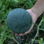 Sugar Baby Ice Box Heirloom Watermelon Citrullus lanatus - 25 Seeds