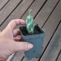 Tree Cholla Chain Link Cactus Hardy Cylindropuntia imbricata - Live Plant