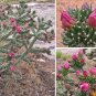 Tree Cholla Chain Link Cactus Hardy Cylindropuntia imbricata - Live Plant