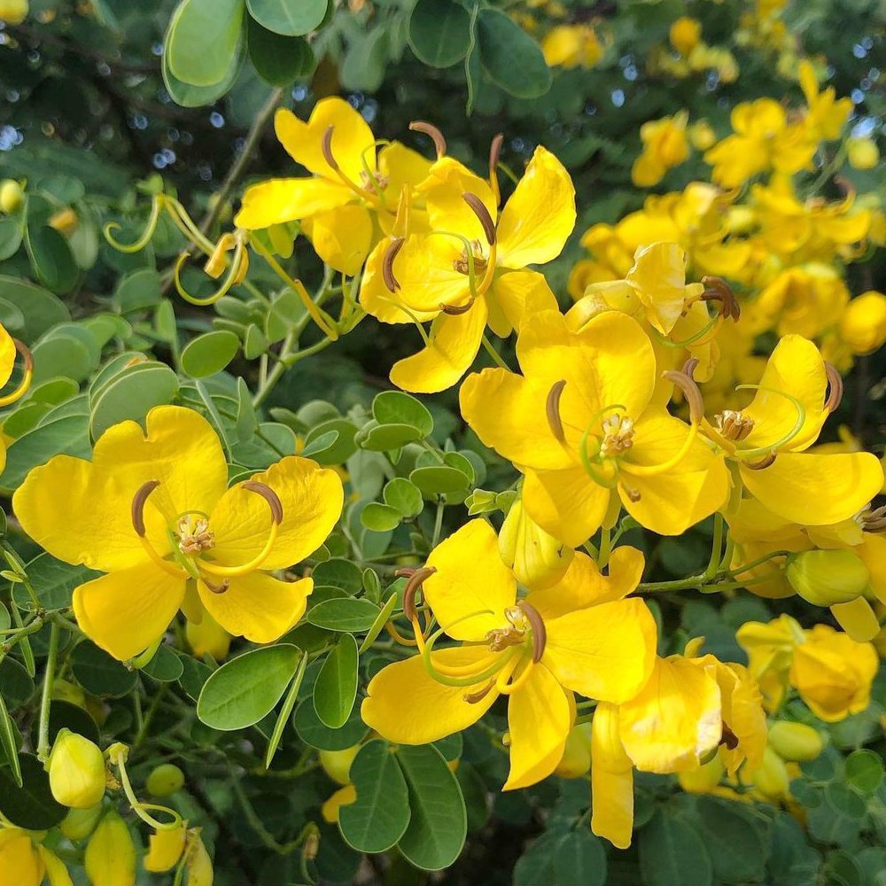 Beautiful Butterfly Cassia Yellow Cassia Senna Bicapsularis 10 Seeds 