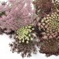 Dara Maroon Lace Flower Daucus carota - 40 Seeds