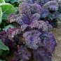 Red Purple Heirloom Kale Baltisk Rod Purpurkal Brassica oleracea var. sabellica - 50 Seeds